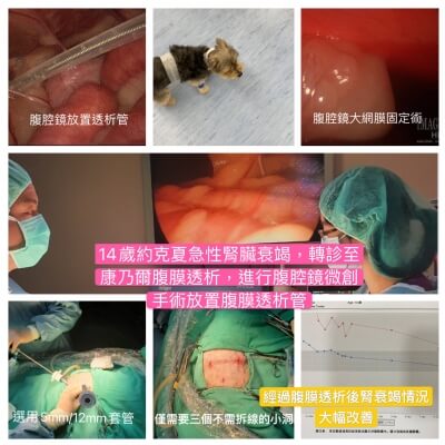 14歲約克夏急性腎臟衰竭腹腔鏡手術：腹膜透析管放置合併大網膜固定術