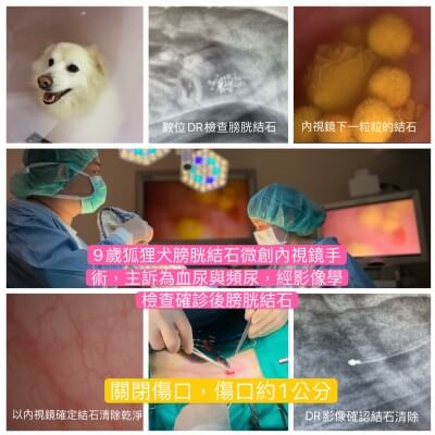 9歲狐狸犬膀胱結石微創內視鏡手術 （傷口1公分）